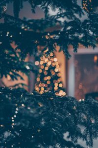 Der nachhaltige Weihnachtsbaum | Blattgrün