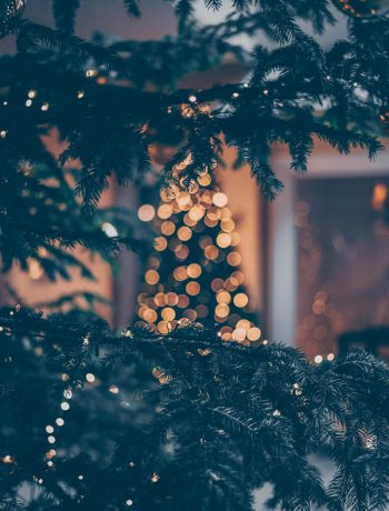 Der nachhaltige Weihnachtsbaum | Blattgrün