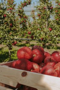 Ab hinter die Kulissen und zurück zum Ursprung: Mein Tag am Bio-Apfelhof Schaffler in der Steiermark {Werbung} | Blattgrün