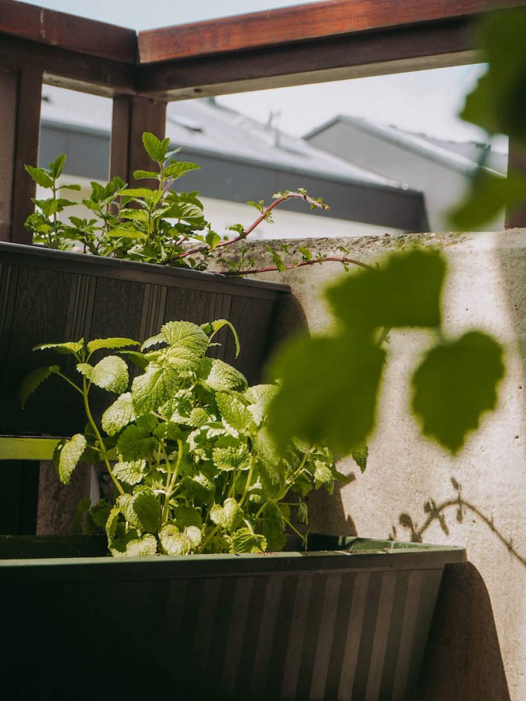 10 Tipps für einen klimafreundlichen Balkongarten | blattgrün