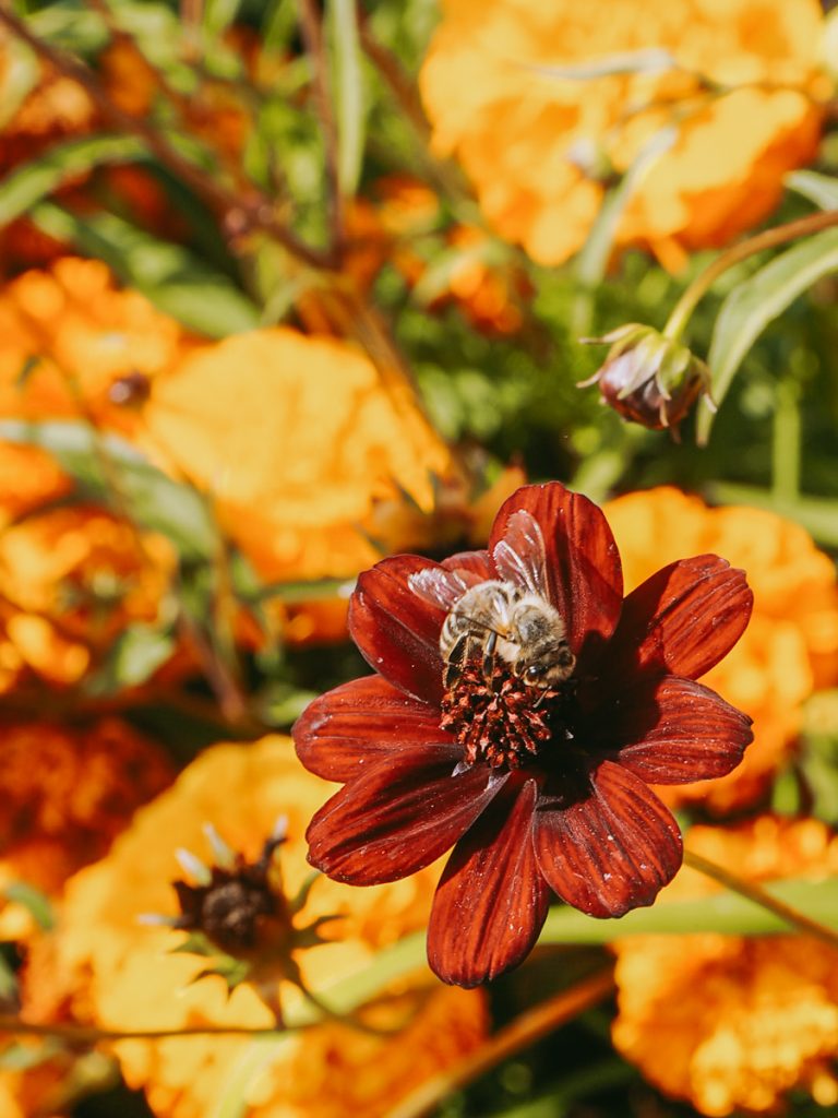 10 Tipps für einen klimafreundlichen Balkongarten | blattgrün