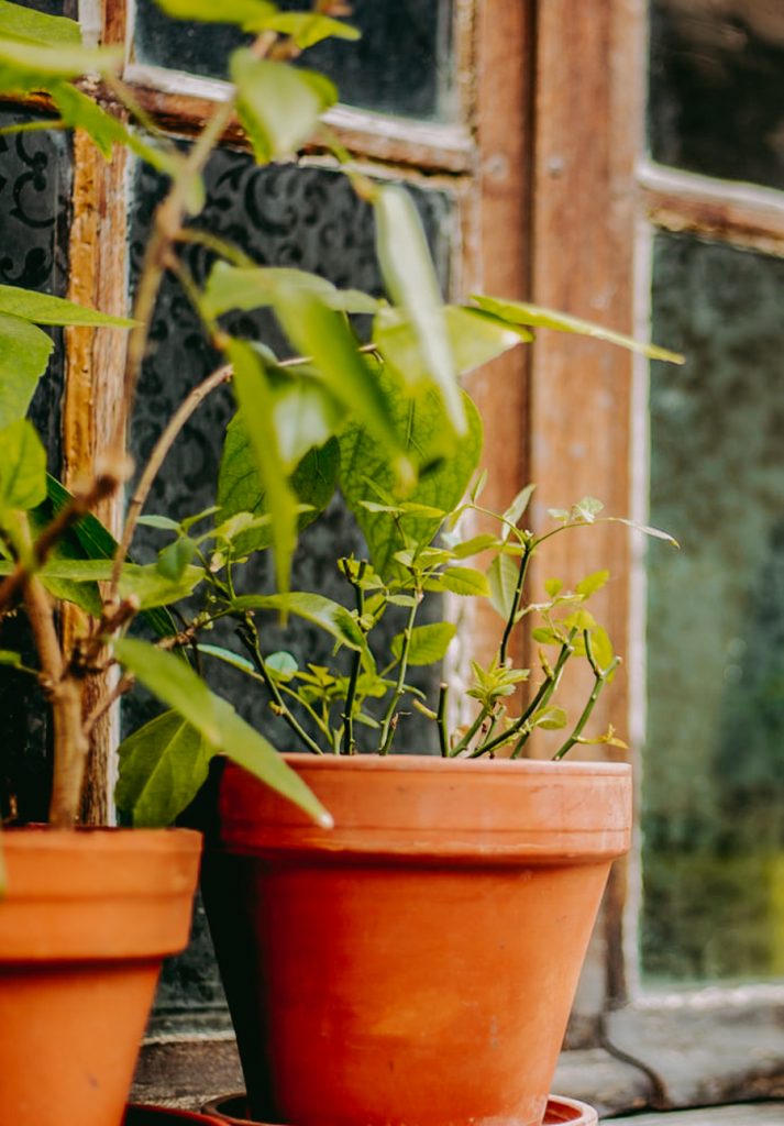 10 Tipps für einen klimafreundlichen Balkongarten | blattgrün