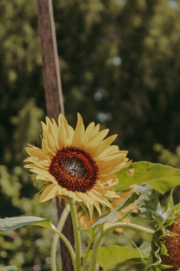 10 Tipps für einen klimafreundlichen Balkongarten | blattgrün